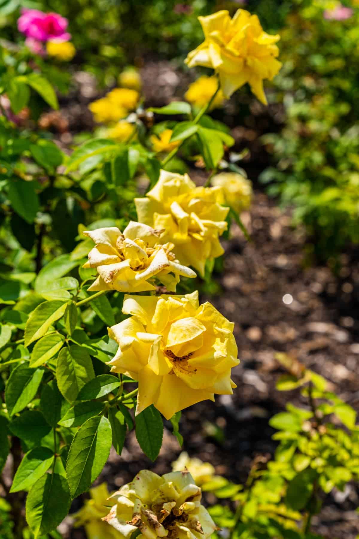 Yellow roses