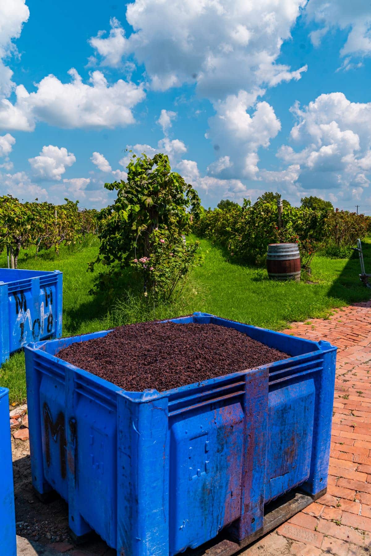 Huge blue bin full of grapes with the vineyard in the background