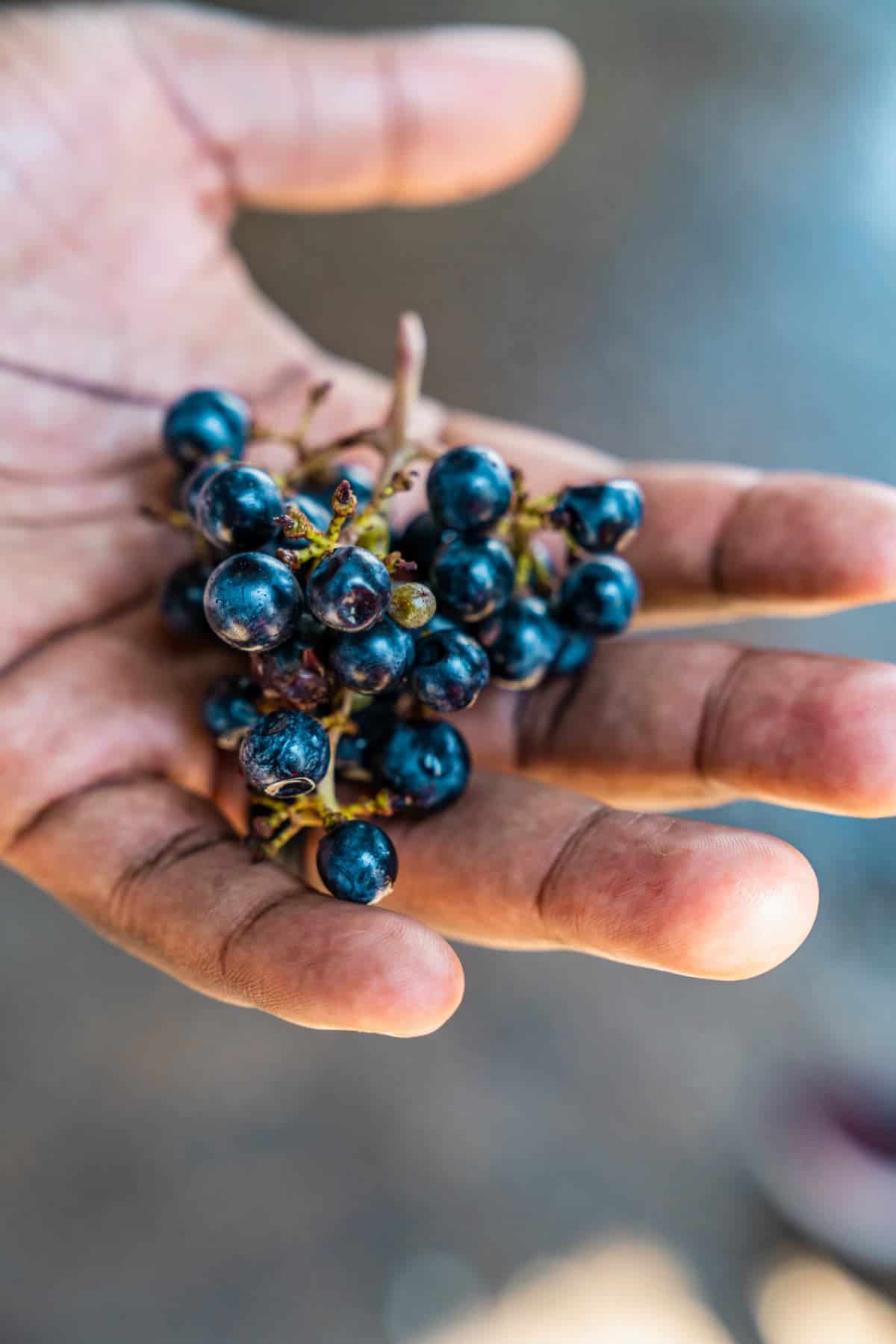 Bushel of Cabernet grapes in the palm of a hand