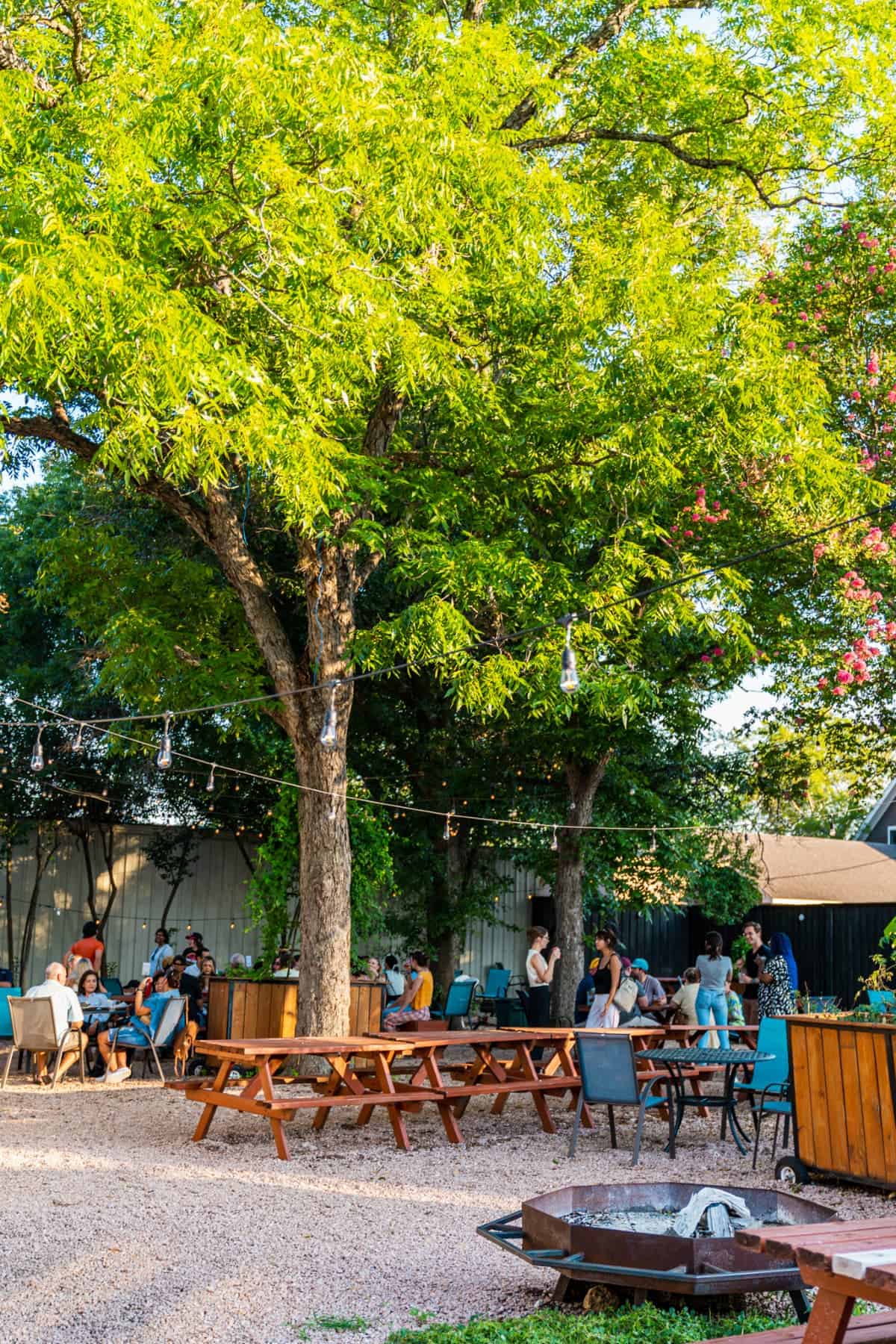 Tall trees with people sitting at picnic tables beneath them