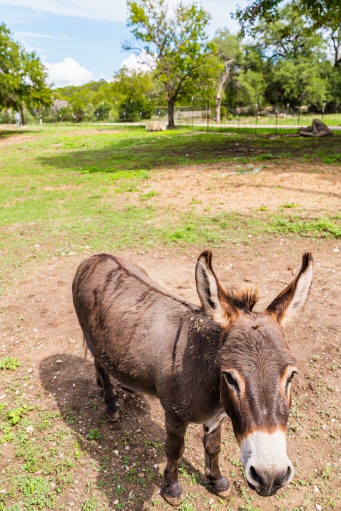 Mule in a pasture