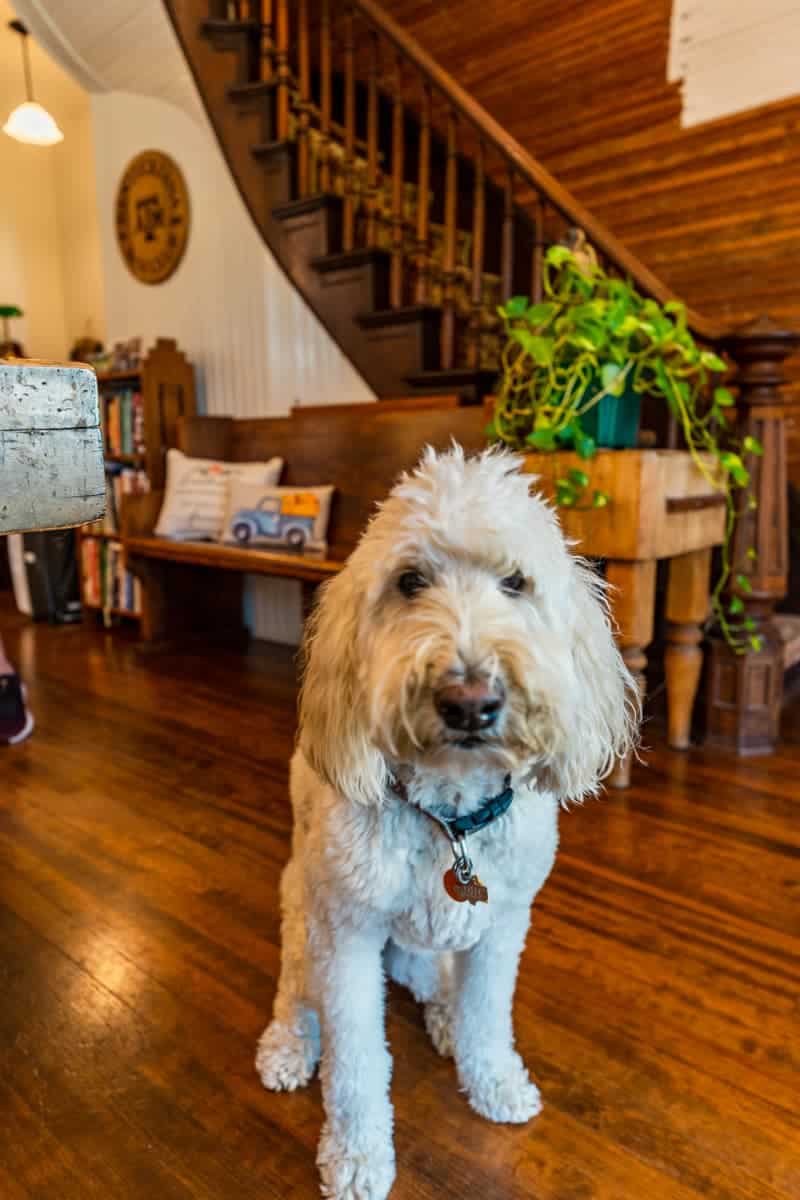 White labradoodle