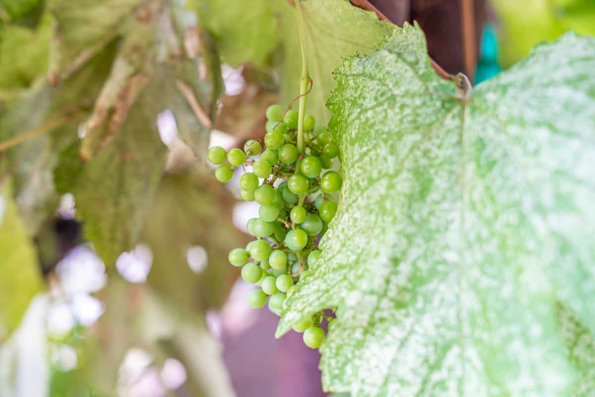 Bushel of green grapes on the vine