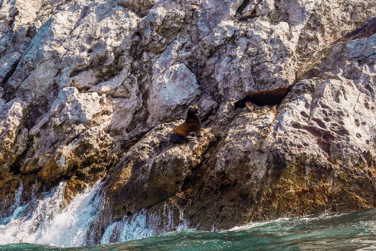 Sea lion on a rock