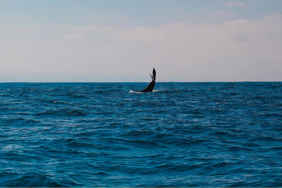 Whale tale poking out of the water