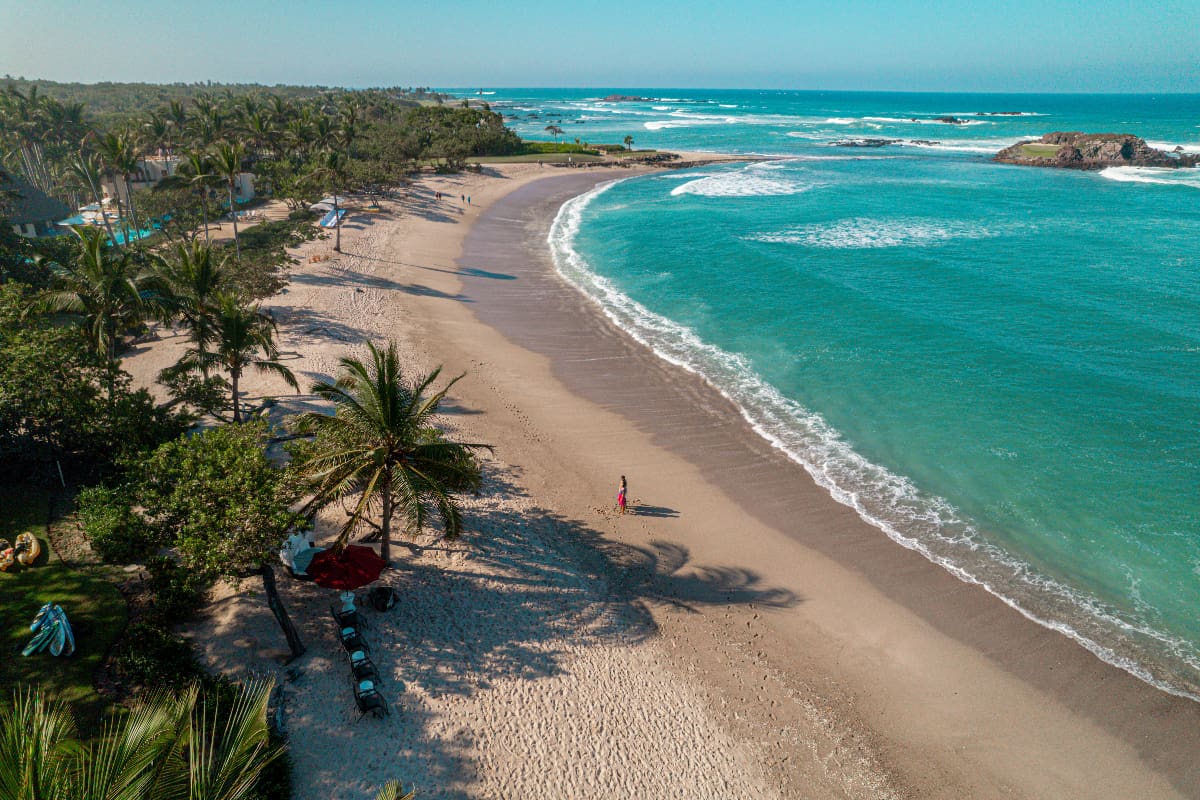 Bird's eye view of palm trees along the beach