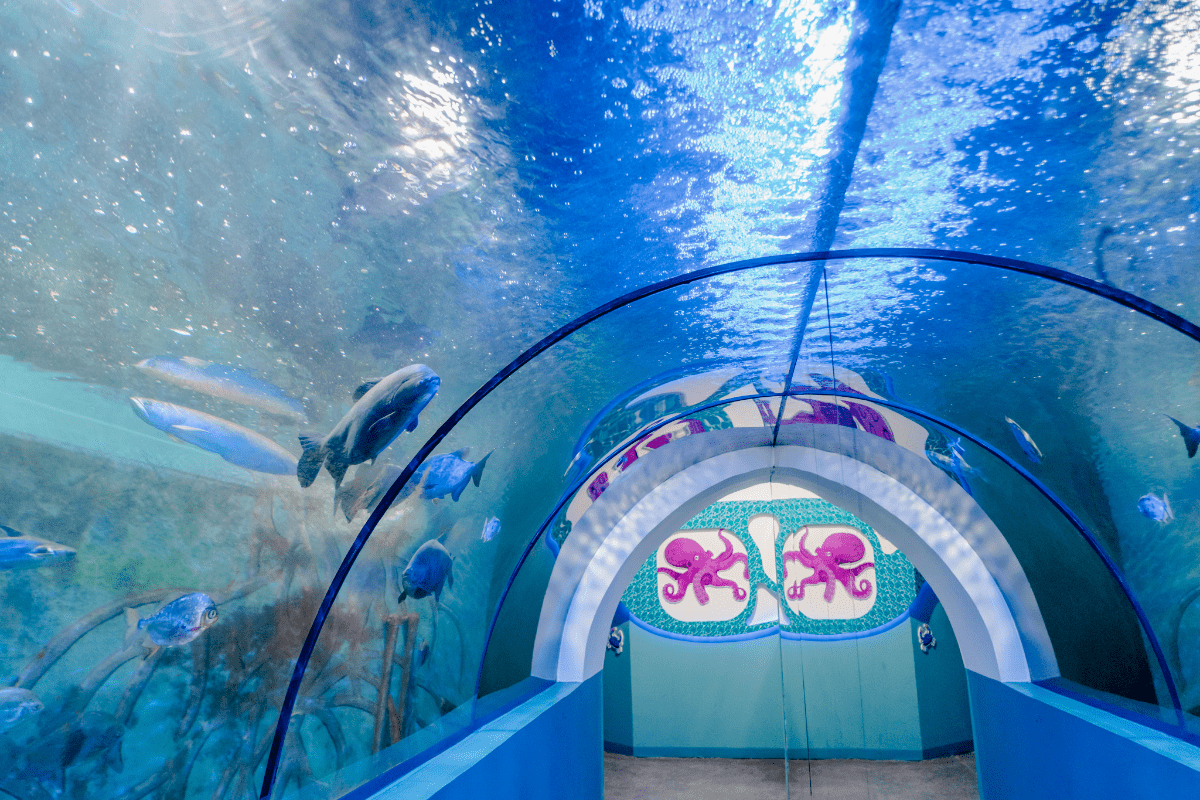 Walk Through Aquarium