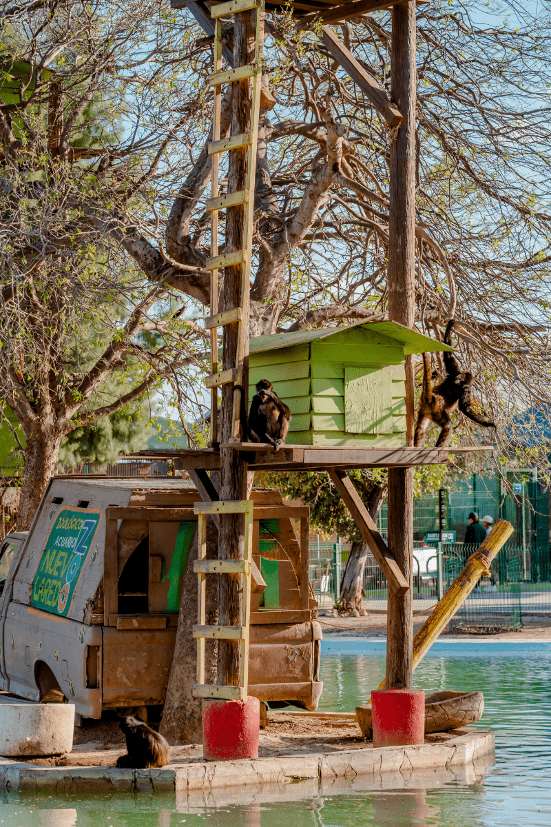 Monkey Tree House
