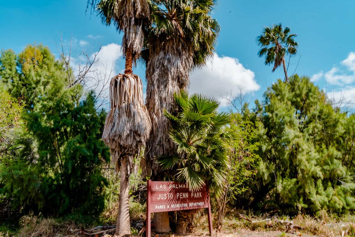 Tall palm trees behind a sign that says "Las Palmas Trail"