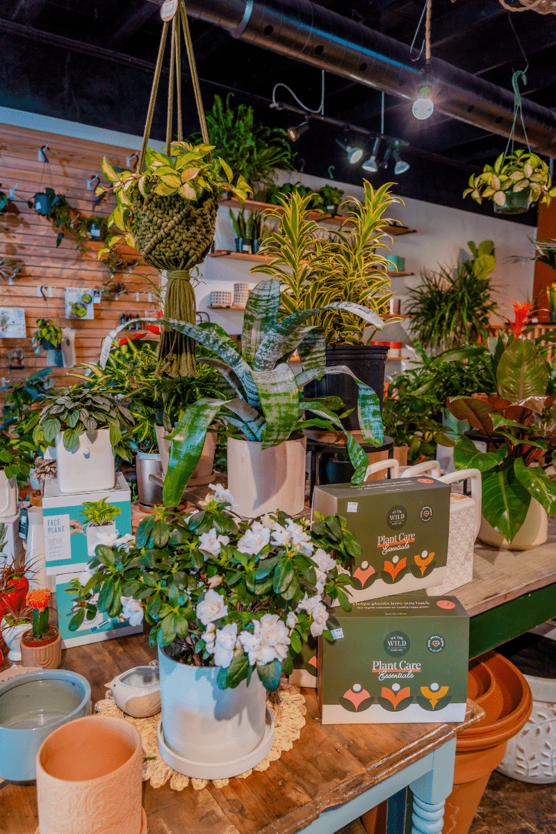 Plants display