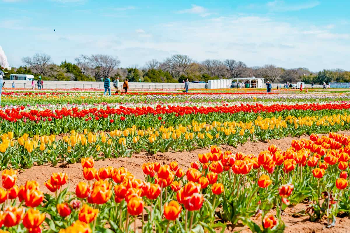 Rows of colorful tulips