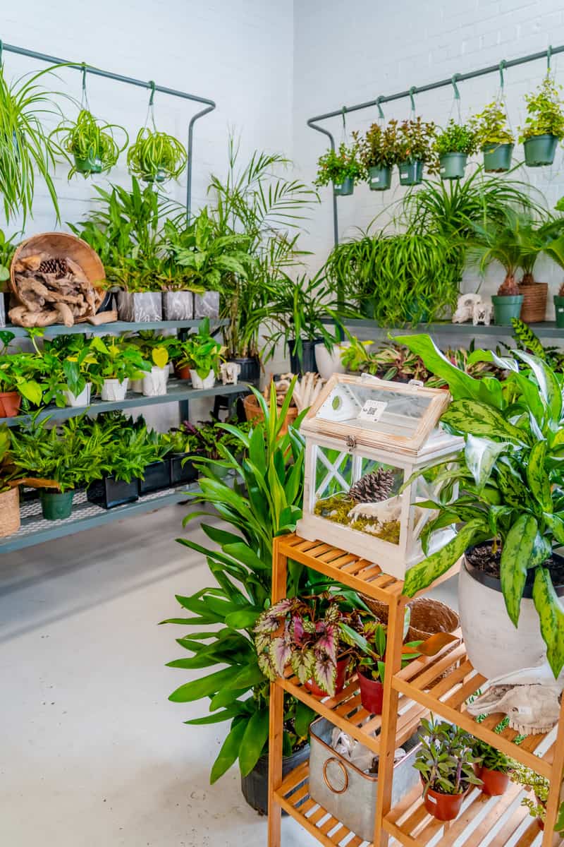 Plants on display