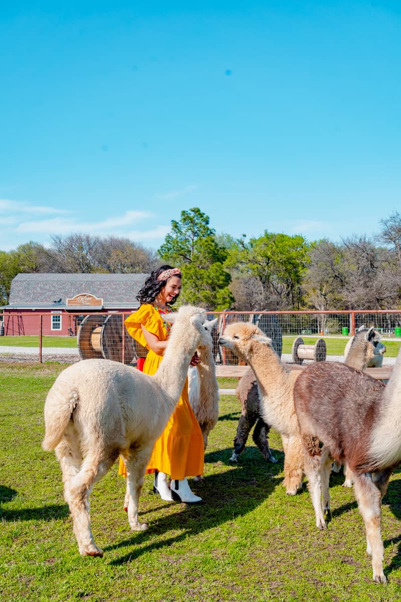 A woman feeding a group of alpacas
