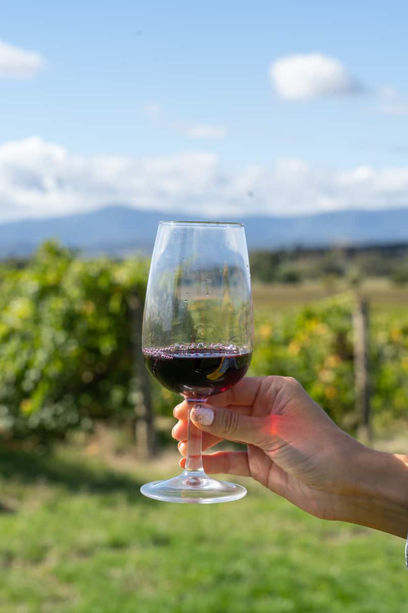 Hand holding a glass of red wine in front of the vines