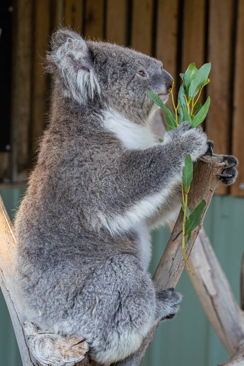 Koala eating a leaf