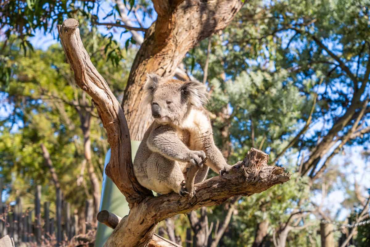 Koala in a tree