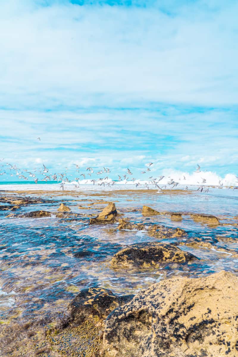 Birds flying over the beach