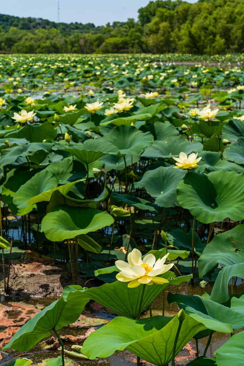 American Lotus  in bloom