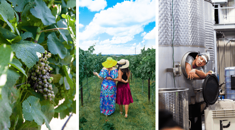 a picture of a grape and a winery you can visit in fredericksburg