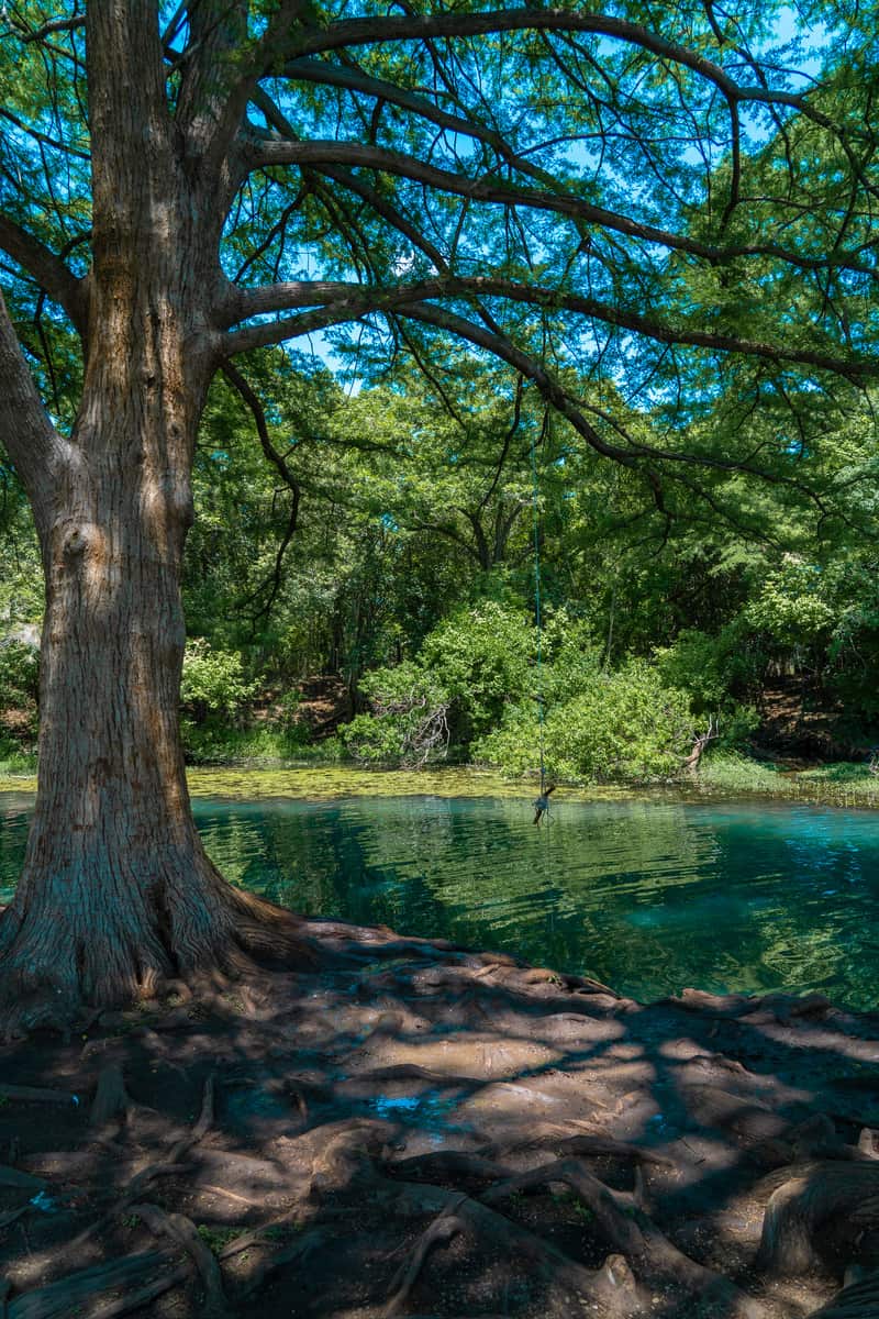 River bank with a tall tree