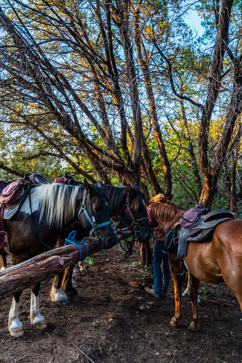 Two horses