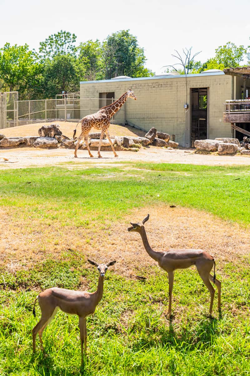 Dears and giraffes in the zoon