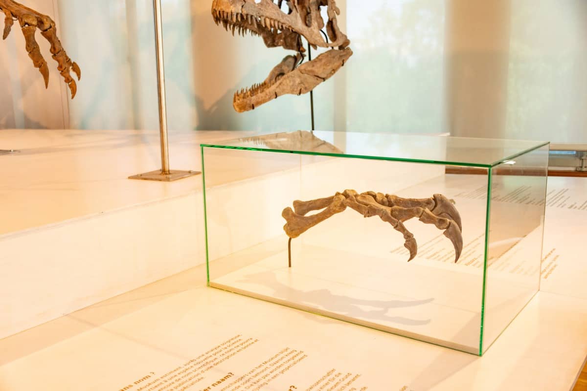 Dinosaur bones on display