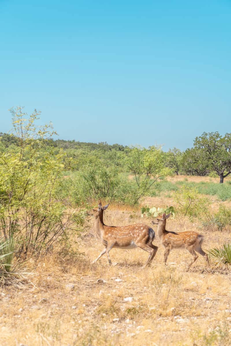 Antelopes roaming freely.