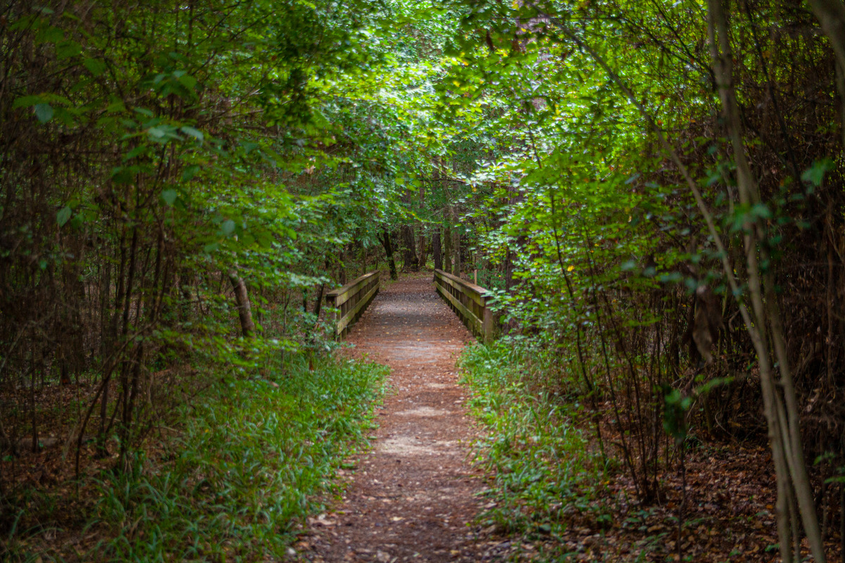 a path in the woods