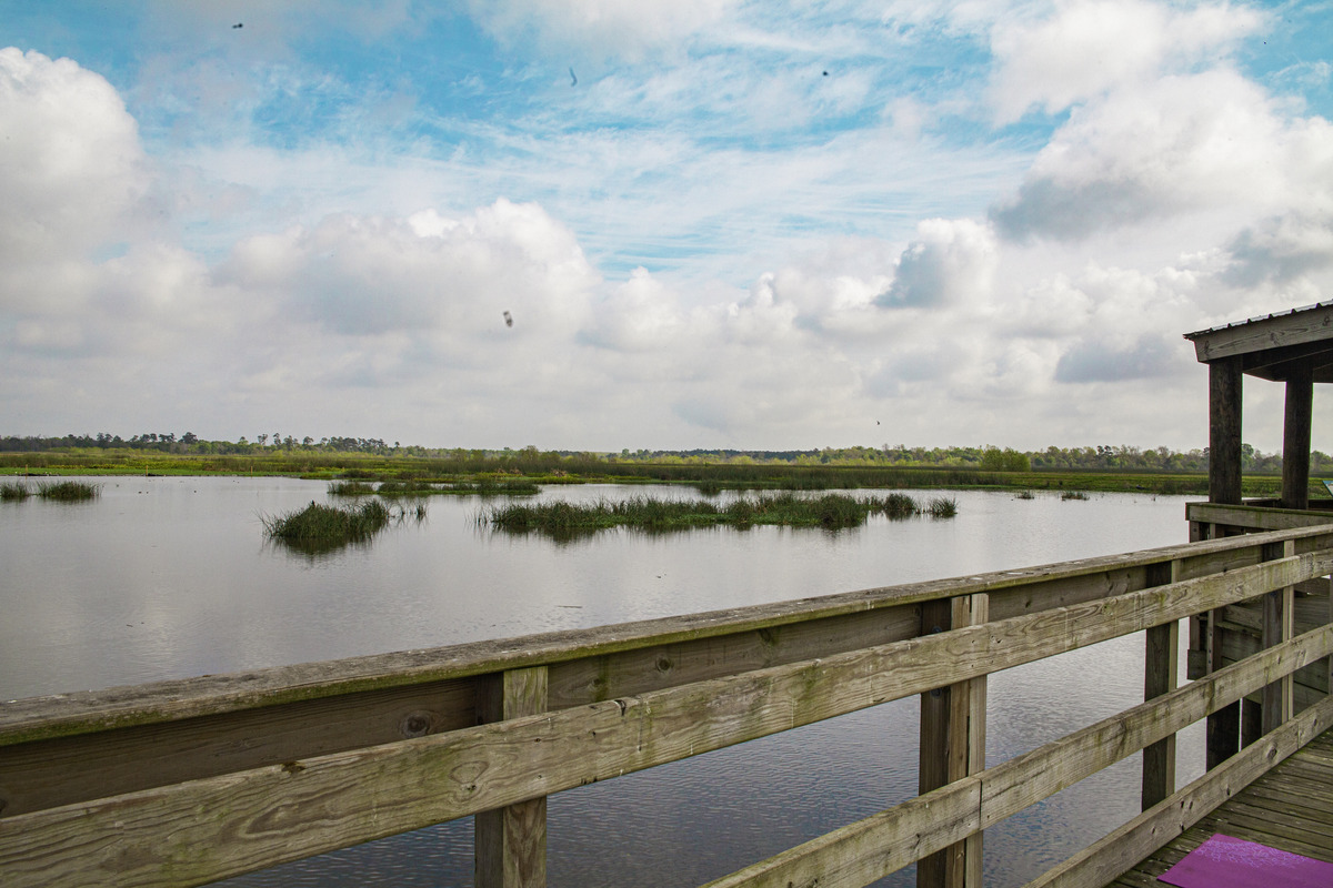 a wooden railing over a body of water with plants