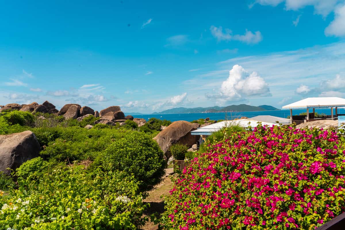 a landscape with bushes and flowers