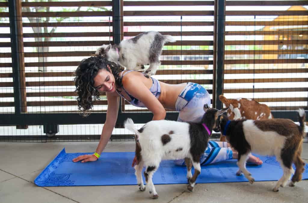 a person doing yoga with goats