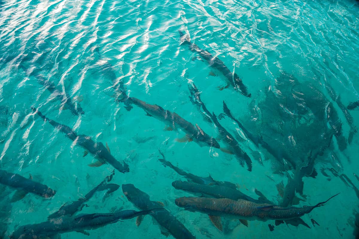 a group of fish in water