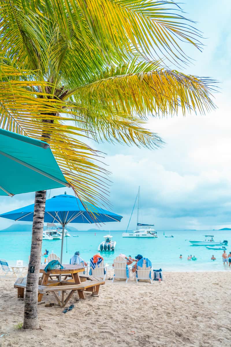 a beach with a palm tree and umbrellas