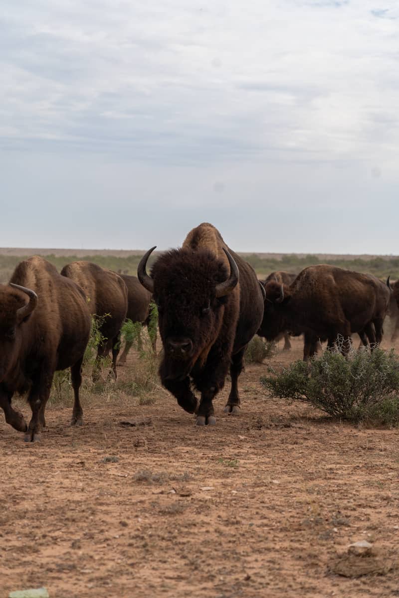 Close-up of a herd of bison walking together
