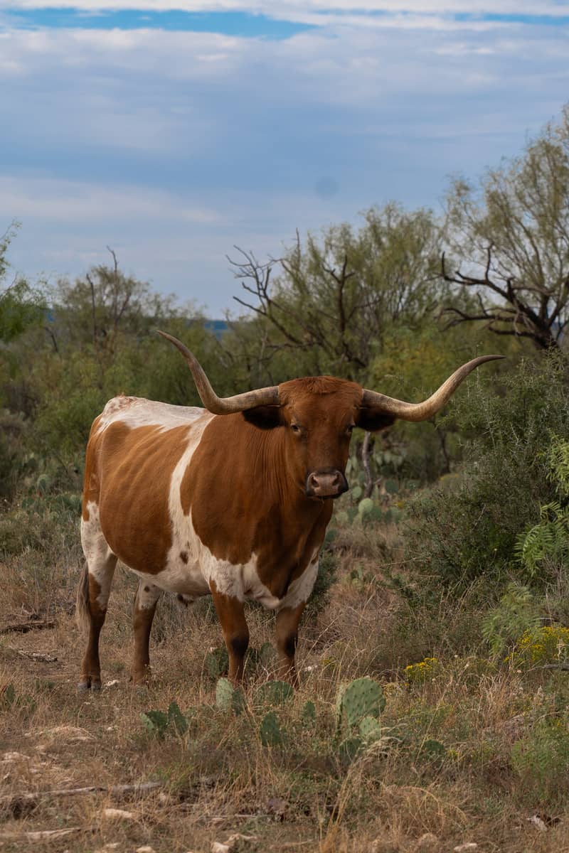 An orange and white longhorn standing by some brush
