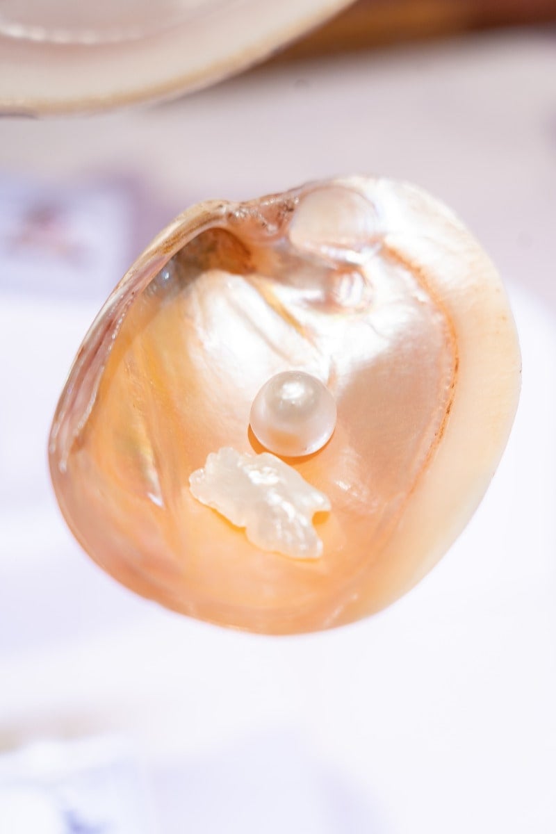 A white peal resting inside a pink Conch shell that is on display
