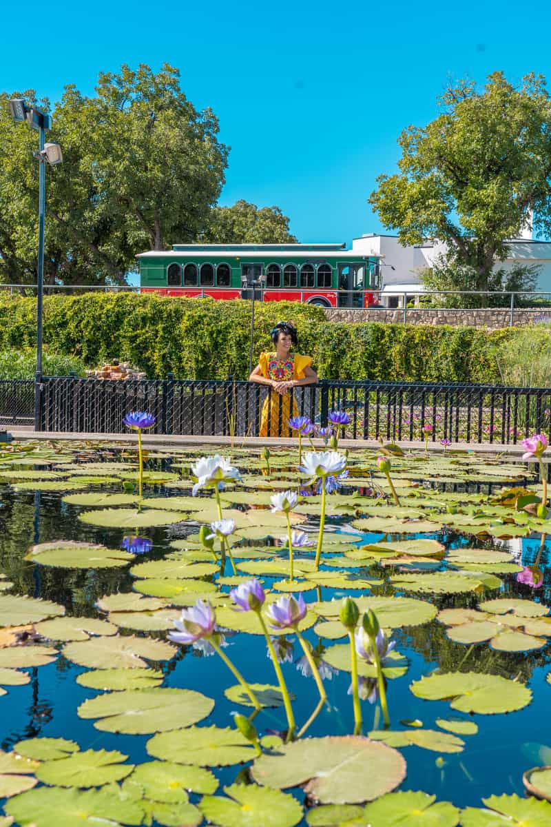 A woman admiring a pond with lily pads and blooming white lilies. There is a trolley passing by in the background.