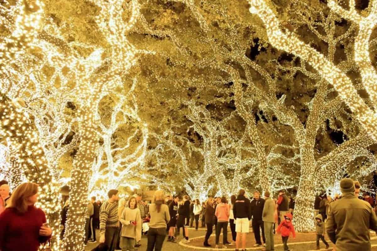 Trees wrapped in bright lights with people admiring the display.