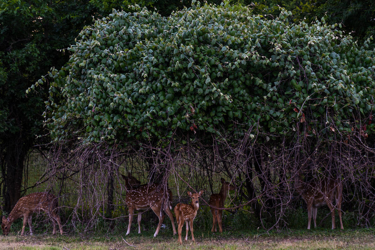 Several deer standing under a tree grazing