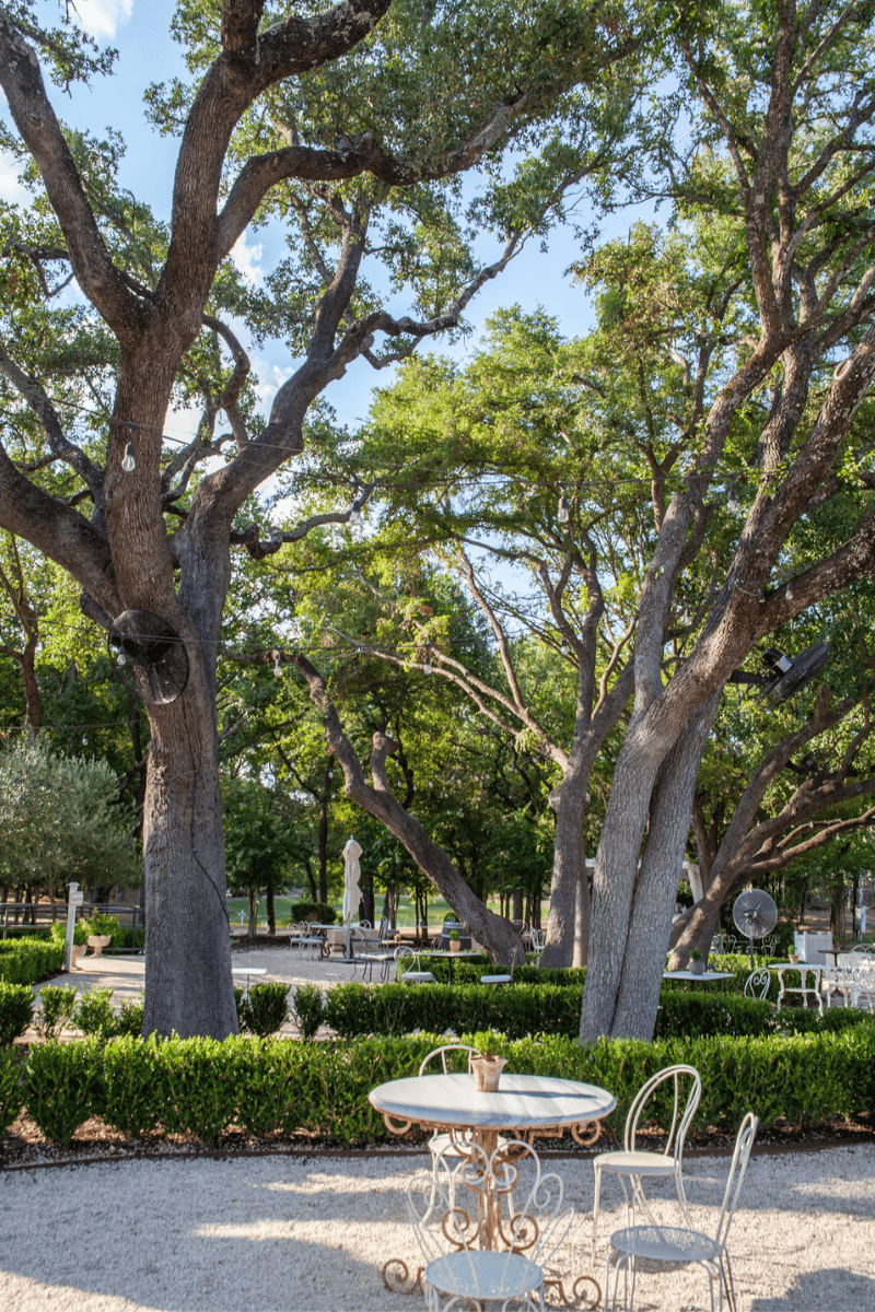 A sprawling tree with numerous branches, providing ample shade and a majestic presence in the landscape.