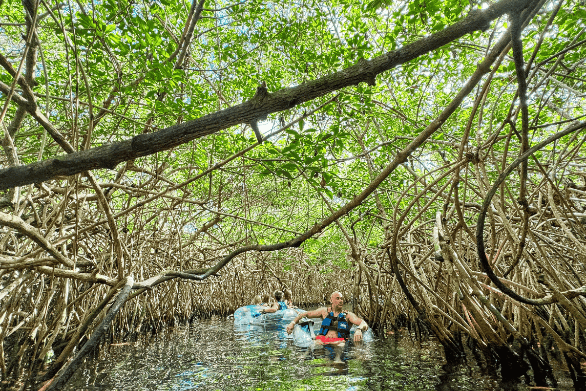 Adventurer exploring mangrove ecosystem by floaters