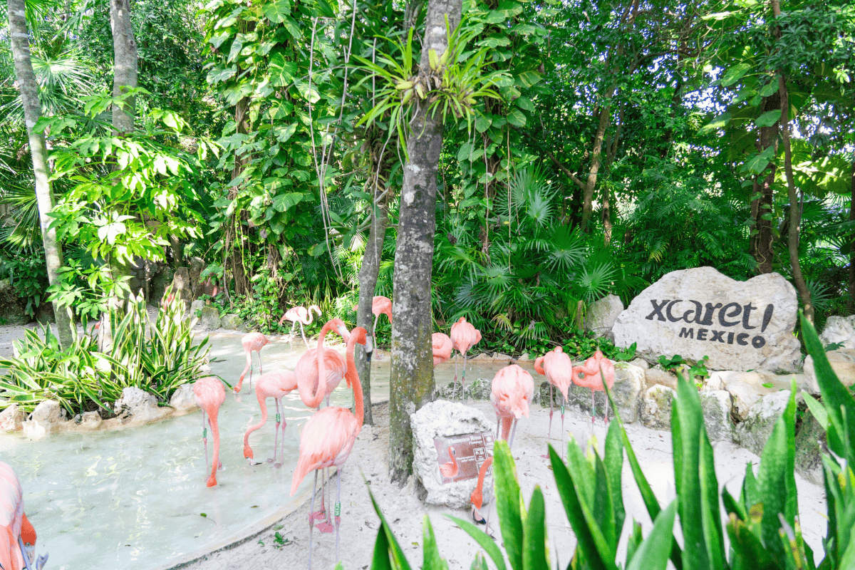 Pretty flamingos inside a park.