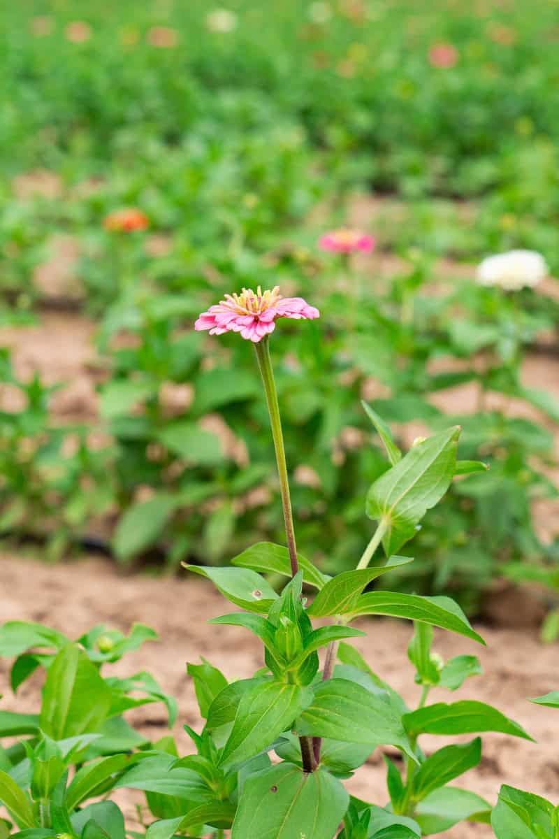 a pink flower on a green stem