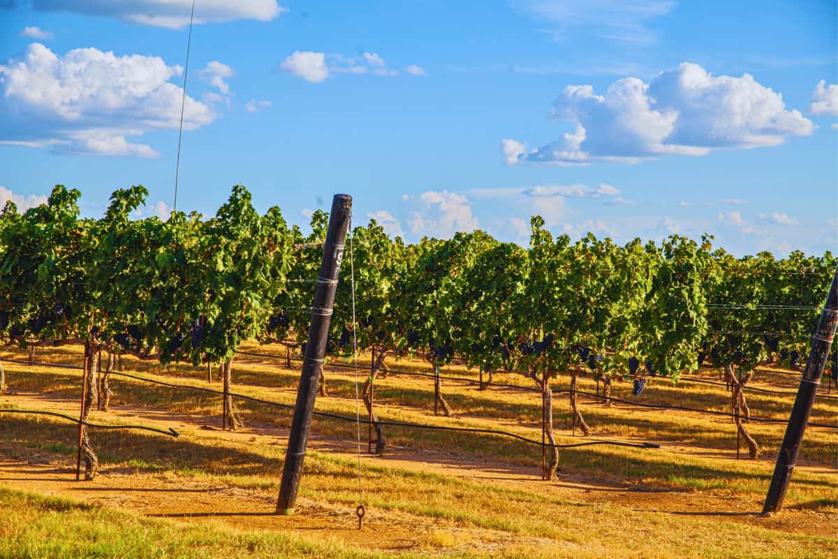 a field of grapes growing