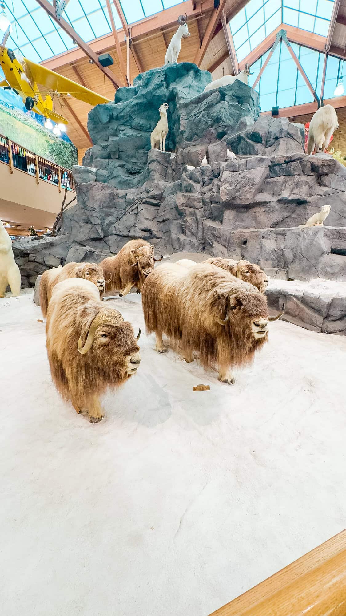 a group of animals in a zoo exhibit