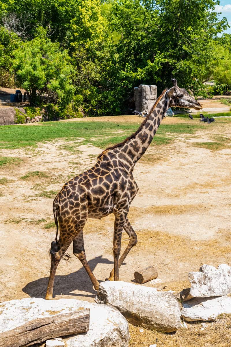 Image of a giraffe walking among rocks and trees.