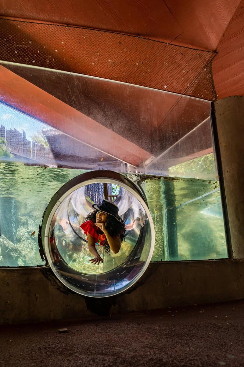 A person in a red shirt crawling through a clear tunnel in an aquarium.