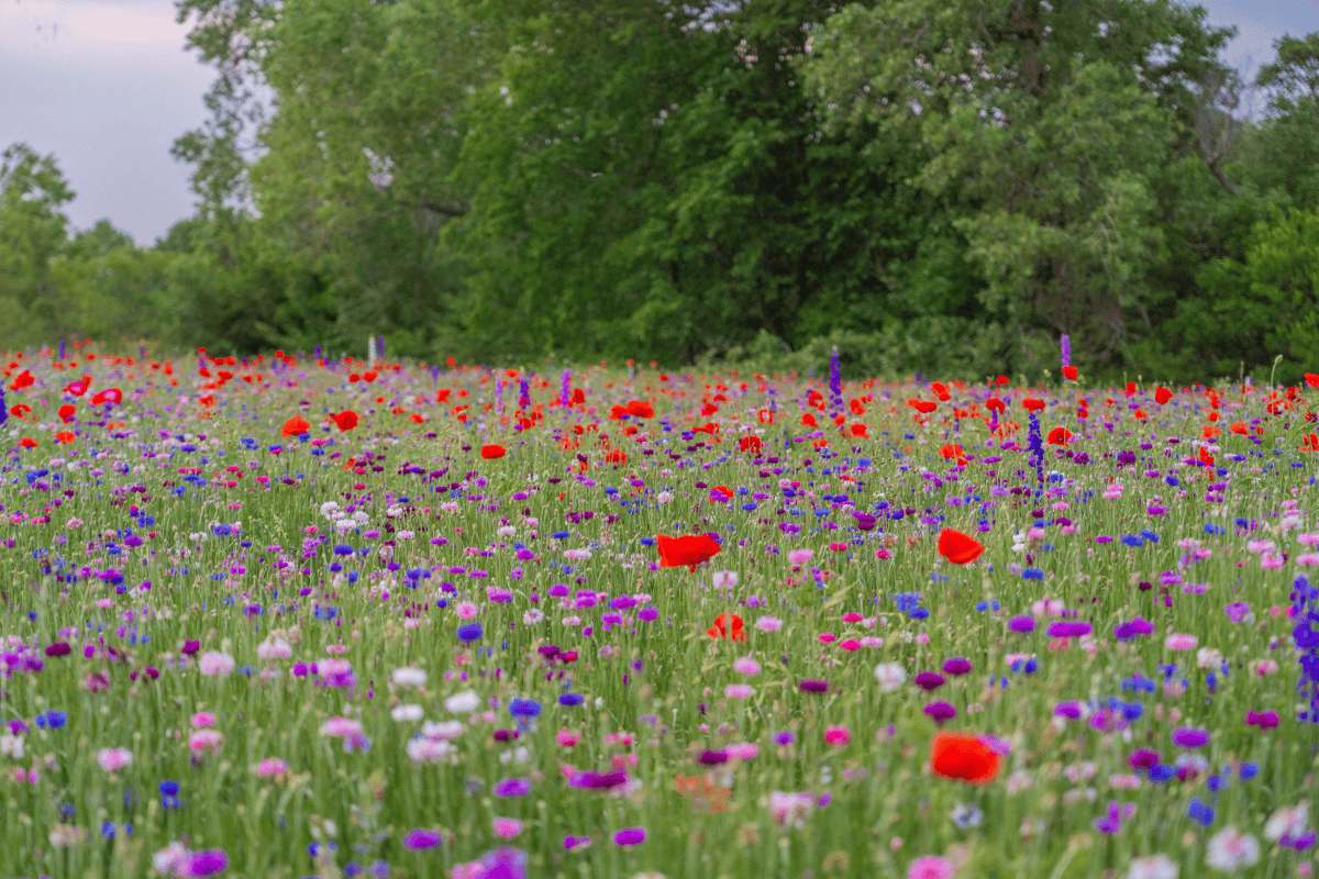 Field of wild flowers