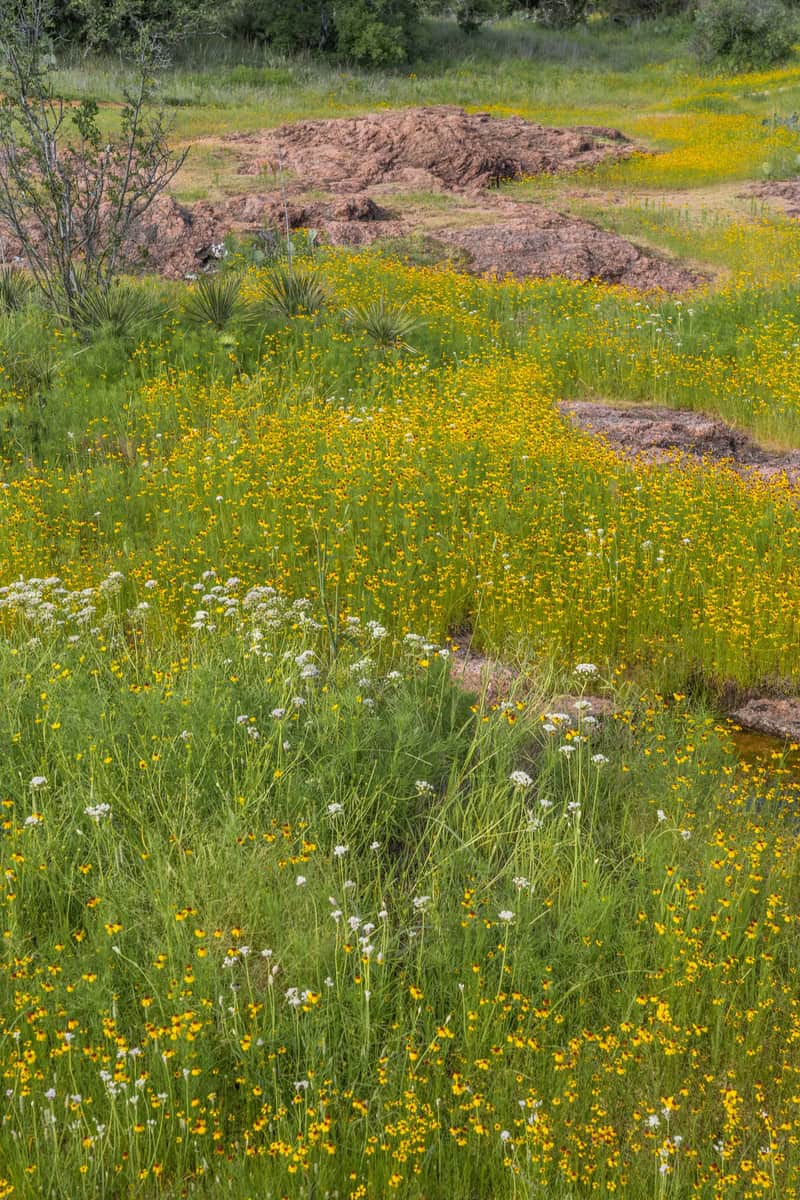 a vibrant field of wildflowers, creating a beautiful and serene scene.